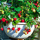 北蔬 奶油草莓种子苗盆栽果蔬秧苗带土发货阳台 红颜草莓苗 1盆