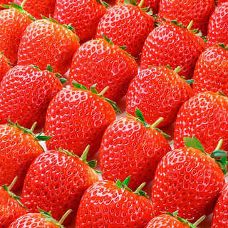 福林与大凉山奶油草莓新鲜水果红颜99牛奶油味 精选奶油红颜草莓 1盒 12粒 果王30克（拍4盒）