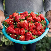 柚琳大凉山奶油草莓 5斤装净重4.5斤+ 净 重4.5斤 心选草莓 净 重4.5斤（单果8-15g）