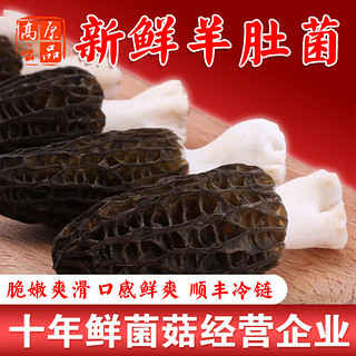 高原云品【新鲜羊肚菌】每个精选尖帽大果 家宴良品 顺丰速达 新鲜500克