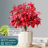 手耕田 红叶南天竹盆景冬季耐寒红叶植物室内外阳台庭院四季好养植物 特大号十二面体白瓷盆南天竹（ 带盆栽好