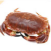 【活鲜】海蕴极鲜 面包蟹 鲜活爱尔兰大螃蟹海鲜春节年货年夜饭 700-800g/只