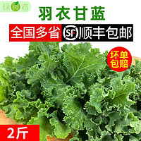 绿食者 羽衣甘蓝2斤 新鲜蔬菜  嫩叶芥蓝菜 kale沙拉榨汁健康轻食食材 2斤