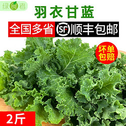 绿食者 羽衣甘蓝2斤 新鲜蔬菜  嫩叶芥蓝菜 kale沙拉榨汁健康轻食食材 2斤