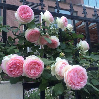 飞沭 月季花藤本爬藤月季花苗浓香大花盆栽地栽庭院爬藤植物蔷薇花卉 龙沙宝石 中苗