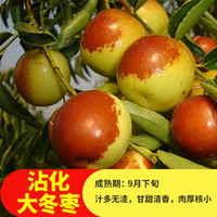 花棯 枣树树苗 嫁接枣子树苗枣树庭院阳台盆栽地栽果树苗南方北方种植 沾化冬枣6年苗当年结果 71cm(含)120cm(含)
