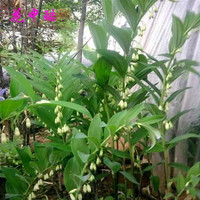 花中酷 玉竹苗 鲜活植物黄精种根苗 庭院耐寒耐阴花卉铃铛菜盆栽绿植 玉竹苗一颗