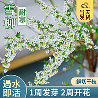 KaiShiguo Plants 开时果 雪柳鲜切干枝遇水开花 水培植物盆栽客厅绿植室内耐寒插水开花卉 店长推荐雪柳10支 不含盆