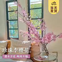 KaiShiguo Plants 开时果 珍珠李樱花鲜切干枝支 鲜枝水培植物室内好养花卉鲜花绿植盆栽 店长推荐珍珠李10支 不含盆