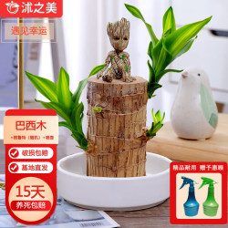 沭之美 水培巴西木带托盘花卉绿植盆栽室内桌面植物+格鲁特（）+喷壶 巴西木9-10cm+陶瓷托盘+格鲁特