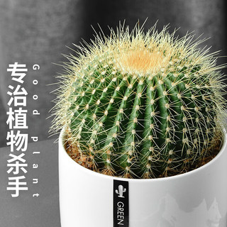 绿荫巷子 仙人掌球多肉植物 大号金冠 白瓷含托盆