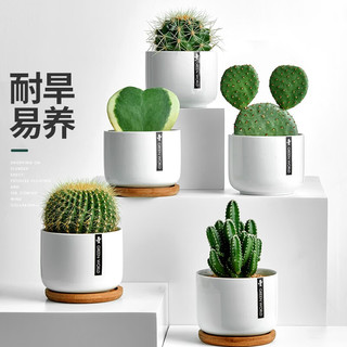 绿荫巷子 仙人掌球多肉植物 大号金冠 白瓷含托盆