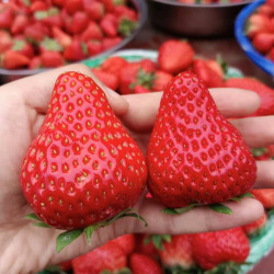 【省78.5元】恰货郎草莓_恰货郎 今日福利!1000箱!正宗红颜99草莓 2.5