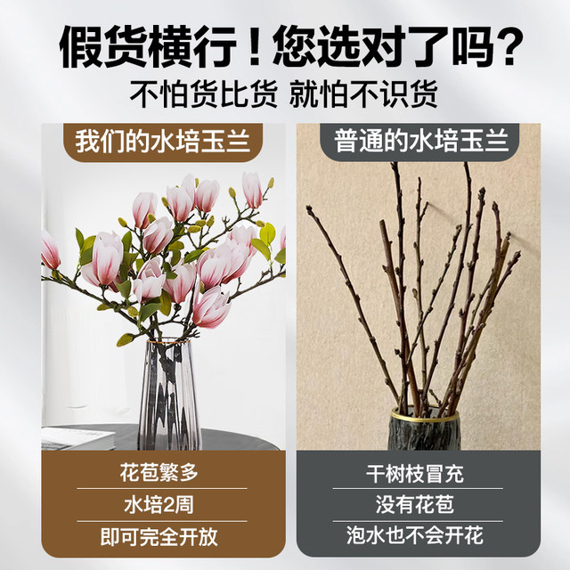 Ling Wo 领沃 水培植物玉兰花鲜花腊梅年宵花室内好养活家用鲜切插花秋冬白玉兰