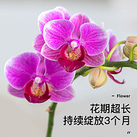 子乐湾 蝴蝶兰盆栽带花卉室内植物鲜花客厅过年年宵花苗带花苞真花四季开