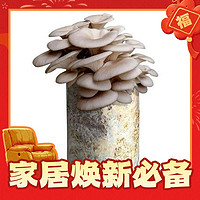 寿禾 自种家种蘑菇菌包