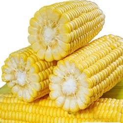 佟创 云南水果玉米 新鲜甜玉米 玉米棒  9斤 14根