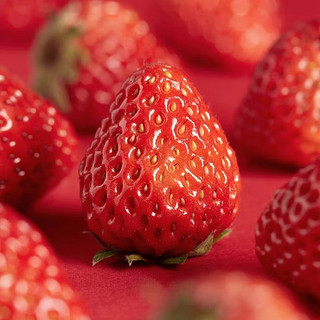 鲜程祥合大凉山草莓 红颜99草莓新鲜水果 下单拍2件合发5斤装 新鲜 草莓 净重 2.25斤 需拍2份单果30-50g