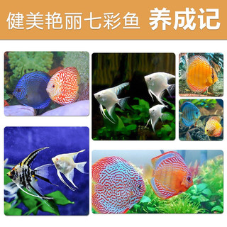 海豚PORPOISE七彩神仙鱼饲料2mm小颗粒 增色增艳鱼食 小型热带鱼饲料沉底型 七彩神仙鱼饲料 160g/瓶