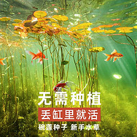 派乐特 鱼缸造景装饰水草种子水族箱 碗莲种子10粒