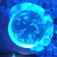 Moonjelly 月光水母 大型家庭水母缸