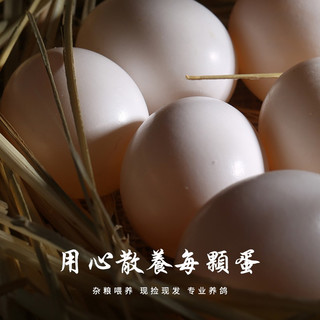 品鲜夫人新鲜鸽子蛋农家精选特产杂粮喂养信鸽白鸽蛋儿童宝宝土鸽蛋 20枚新鲜鸽蛋