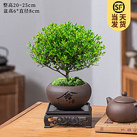 KaiShiguo Plants 开时果 小叶赤楠盆景摆件 舍得紫砂盆+苔藓+底座