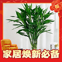 小州传之奇 富贵竹带花瓶 （可带花瓶） 70厘米中型竹-10棵 不含盆