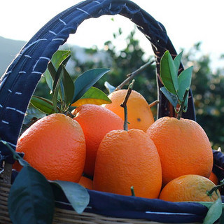 奉节脐橙纽荷尔时令新鲜采摘水果橙子 特级大果新鲜橙子礼盒 精选5斤