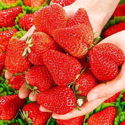 风之郁 年关将至 最后500件 红颜99奶油特大草莓 5斤 单果30-50g