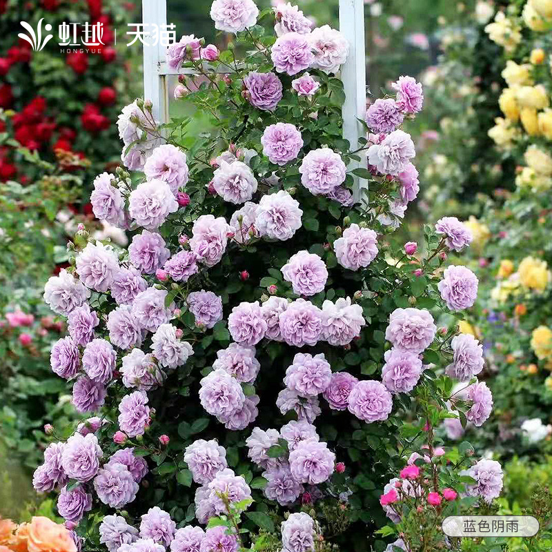 粉色龙沙宝石蔷薇花爬藤植物藤本月季花苗四季蓝色阴雨花盆栽