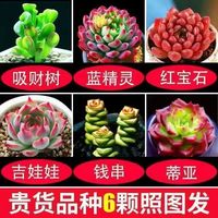 芊花之美 多肉植物组合套餐绿植花卉盆栽玉露多肉好养室内大颗精品阳台品种
