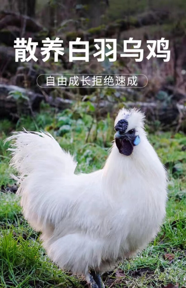 鑫卓煌乌鸡新鲜整只白凤乌骨鸡农家散养土鸡现杀煲汤生鲜月子鸡汤1只