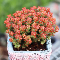 小米星 颜色状态好群生多头多肉植物 耐寒好度夏好养