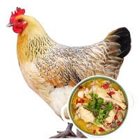 庆方堂 农家散养老母鸡1.2kg 散养500天 土鸡走地鸡整鸡
