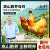杨博士 老母鸡农家土鸡走地鸡散养1年单只净重1.8-斤以上 2只鸡源头直发