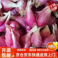 瑞蔬源四季小香葱头新鲜蔬菜鬼子葱红小葱头红葱头+芽苗盆+陶碳+喷壶