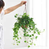 镜绿 常春藤吊篮盆栽室内净化空气藤编花篮装饰四季常青爬藤绿植物桌面