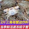 鮨京【渔港直发】梭子蟹鲜活冷冻螃蟹肉母蟹飞蟹 海鲜水产 生鲜 【三角母2斤】梭子蟹(约6~10只)