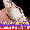 鮨京【渔港直发】梭子蟹鲜活冷冻螃蟹肉母蟹飞蟹 海鲜水产 生鲜 【大公3斤】梭子蟹(约4~8只)