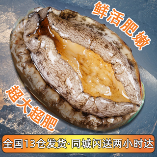 首鲜道包活 福建连江鲜活鲍鱼活鲜 生鲜 贝类超大2斤 海鲜其他水产鲜嫩 鲜活鲍鱼500g【8-10只】