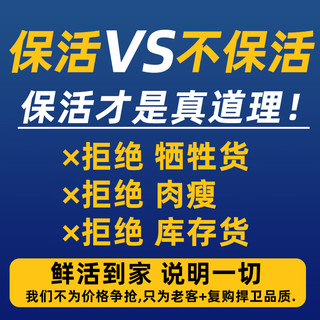 首鲜道包活 福建连江鲜活鲍鱼活鲜 生鲜 贝类超大2斤 海鲜其他水产鲜嫩 鲜活鲍鱼500g【8-10只】