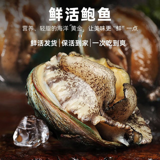 首鲜道包活 福建连江鲜活鲍鱼活鲜 生鲜 贝类超大2斤 海鲜其他水产鲜嫩 鲜活鲍鱼500g【8-10只】