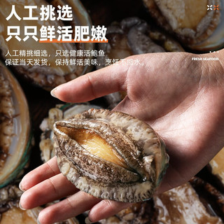 首鲜道包活 福建连江鲜活鲍鱼活鲜 生鲜 贝类超大2斤 海鲜其他水产鲜嫩 鲜活鲍鱼500g【8-10只】