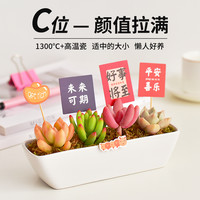 镜绿 白色陶瓷盆多肉植物组合盆栽室内好养苔藓办公桌面装饰景观