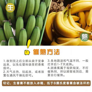 立始广西甜香蕉软糯香甜新鲜酸甜香蕉应季水果青色发货(催熟食用) 5斤 精选装
