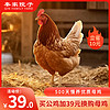 秦家院子 土鸡 生鲜鸡肉山区养殖500天老母鸡农家走地鸡生鲜母鸡整只 1.2kg
