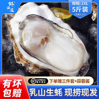 鲜海道【活鲜】鲜海道生蚝 乳山牡蛎 新鲜海蛎子生鲜贝类 精品2XL5斤送酱(13-17只)