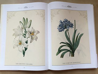 雷杜德手绘花卉图谱