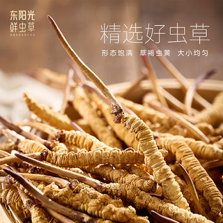 东阳光鲜虫草即食冻干鲜虫草礼盒7.5g冬虫夏草干货